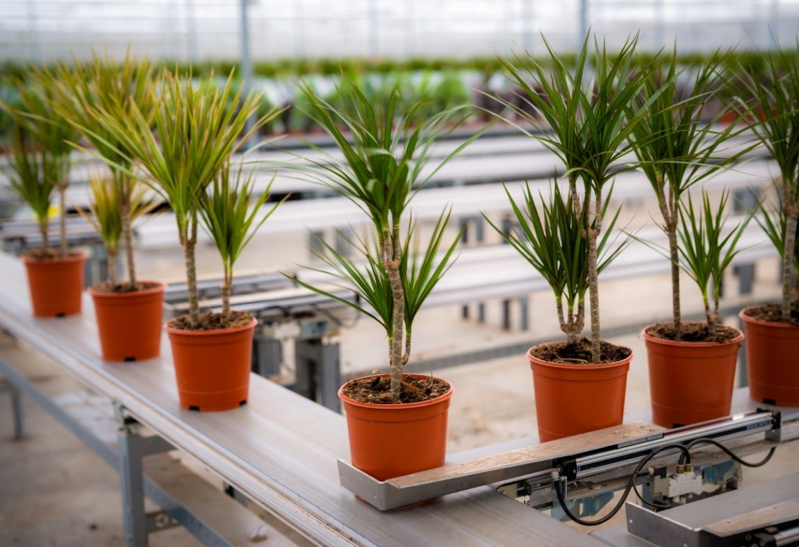 Forever Plants en WPS (1)