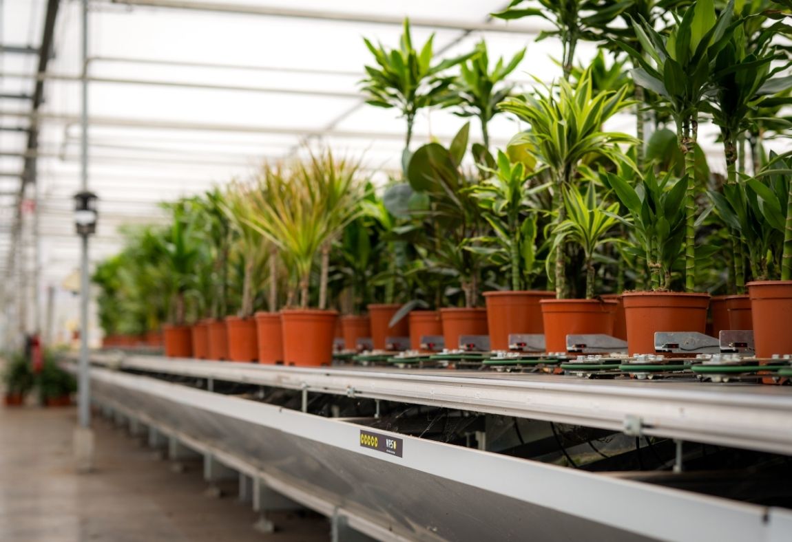 Forever Plants en WPS (2)