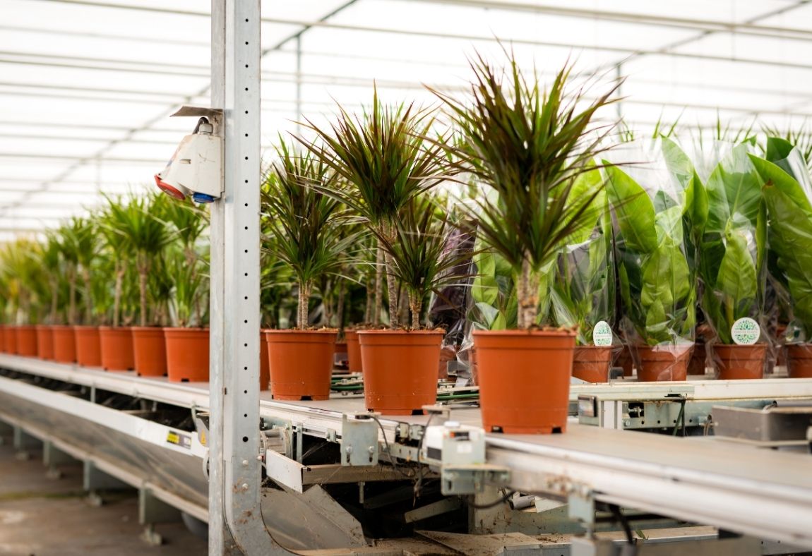 Forever Plants en WPS (3)