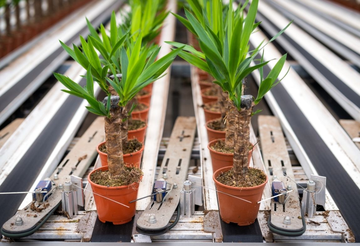 Forever Plants en WPS