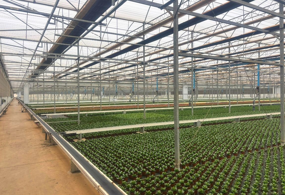 Joost Kalanchoe en WPS