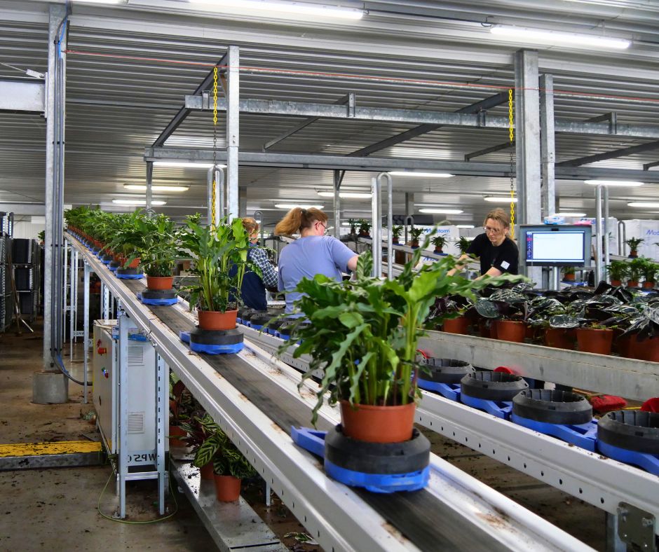 Planten schoonmaken – enige handmatige ingreep