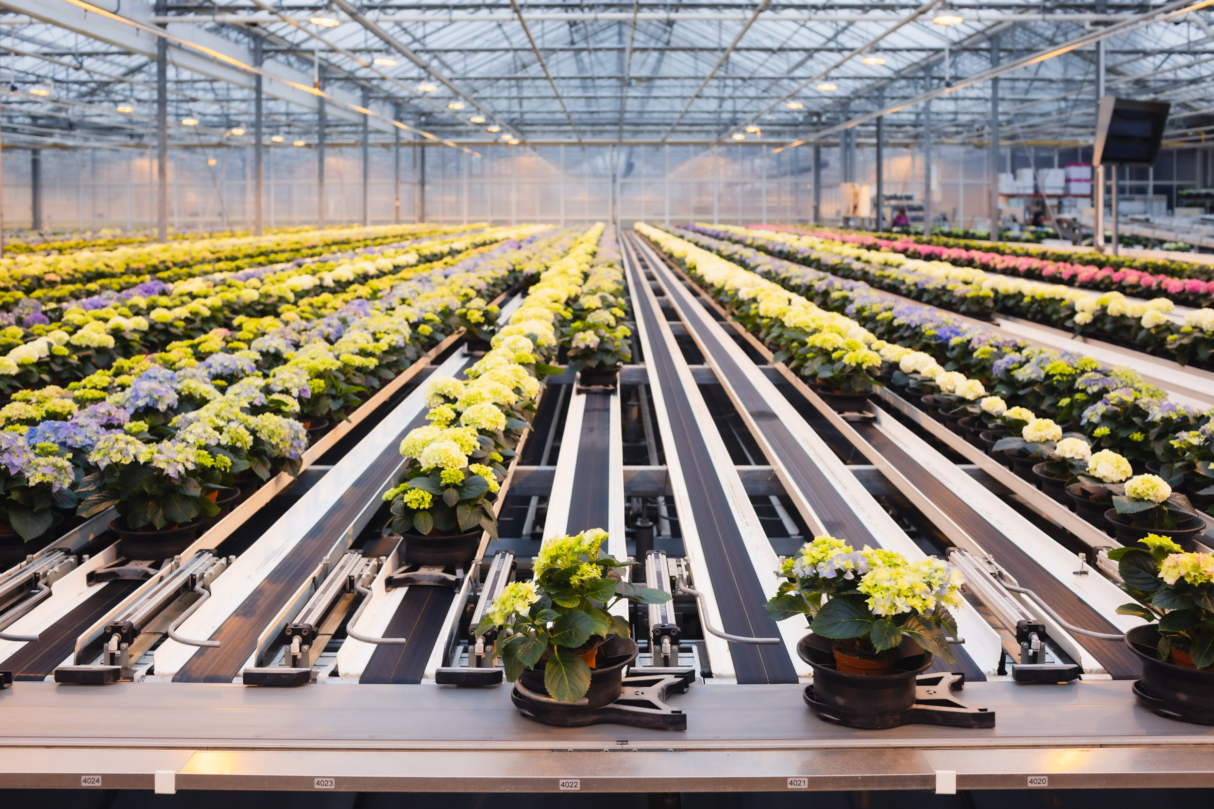 The Mastergrowers en WPS